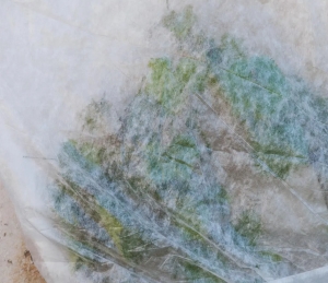 Zimowanie roślin w donicach na tarasie – jak stosować agrowłókninę zimową AgroTERM?